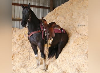 Percheron, Wallach, 5 Jahre, 165 cm, Tobiano-alle-Farben