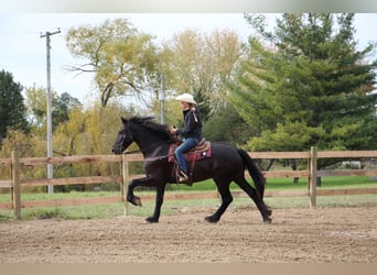 Percheron, Wallach, 5 Jahre, 168 cm, Rappe