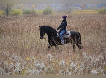 Percheron, Wallach, 5 Jahre, 168 cm, Rappe