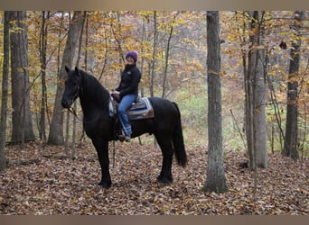 Percheron, Wallach, 5 Jahre, 168 cm, Rappe