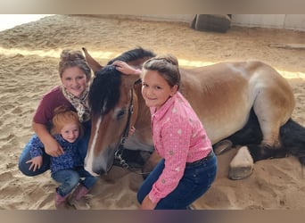 Percheron Mix, Wallach, 5 Jahre, 168 cm, Rotbrauner