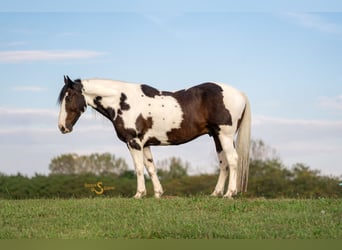 Percheron Mix, Wallach, 5 Jahre, 168 cm, Schecke