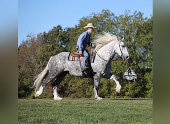 Percheron, Wallach, 5 Jahre, 170 cm, Apfelschimmel