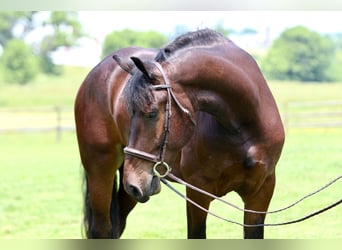 Percheron Mix, Wallach, 5 Jahre, 170 cm, Rotbrauner