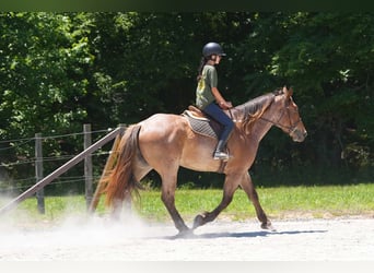 Percheron Mix, Wallach, 5 Jahre, 173 cm, Roan-Red