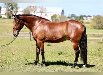 Percheron Mix, Wallach, 5 Jahre, 173 cm, Rotbrauner
