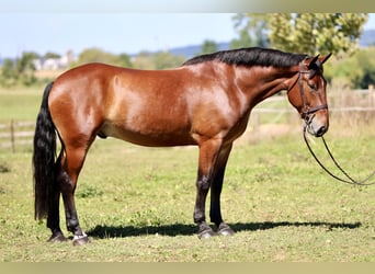 Percheron Mix, Wallach, 5 Jahre, 173 cm, Rotbrauner