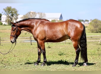 Percheron Mix, Wallach, 5 Jahre, 173 cm, Rotbrauner