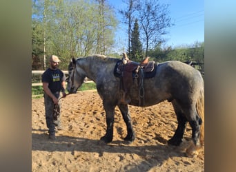 Percheron, Wallach, 5 Jahre, 175 cm, Schimmel