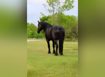 Percheron, Wallach, 5 Jahre, Rappe