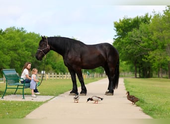 Percheron, Wallach, 5 Jahre, Rappe
