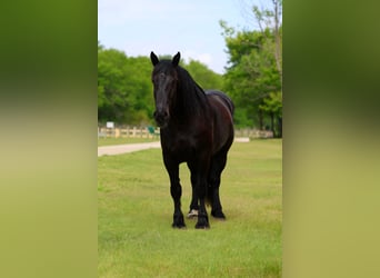 Percheron, Wallach, 5 Jahre, Rappe