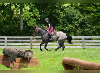 Percheron Mix, Wallach, 5 Jahre, Roan-Blue