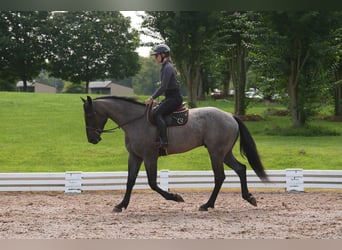 Percheron Mix, Wallach, 5 Jahre, Roan-Blue