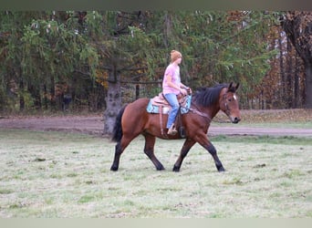 Percheron, Wallach, 5 Jahre, Rotbrauner