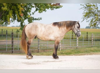 Percheron, Wallach, 5 Jahre, Schimmel