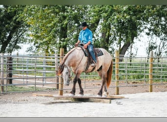 Percheron, Wallach, 5 Jahre, Schimmel