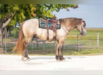 Percheron, Wallach, 5 Jahre, Schimmel