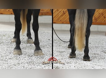 Percheron, Wallach, 6 Jahre, 157 cm, Apfelschimmel