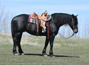 Percheron, Wallach, 6 Jahre, 157 cm, Rappe
