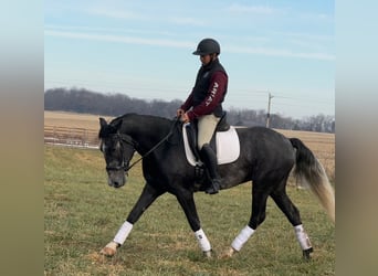 Percheron Mix, Wallach, 6 Jahre, 157 cm, Schimmel