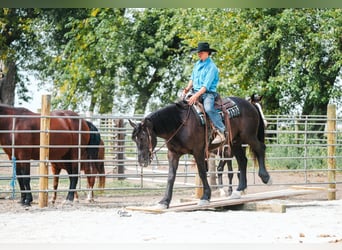Percheron, Wallach, 6 Jahre, 163 cm, Rappe