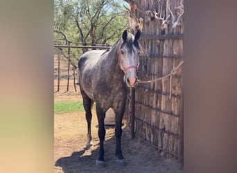 Percheron Mix, Wallach, 6 Jahre, 163 cm, Roan-Blue