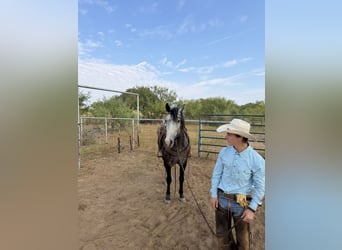 Percheron Mix, Wallach, 6 Jahre, 163 cm, Roan-Blue
