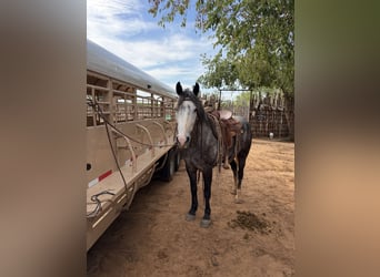 Percheron Mix, Wallach, 6 Jahre, 163 cm, Roan-Blue