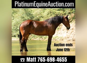 Percheron, Wallach, 6 Jahre, 163 cm, Rotbrauner