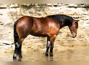 Percheron, Wallach, 6 Jahre, 163 cm, Rotbrauner
