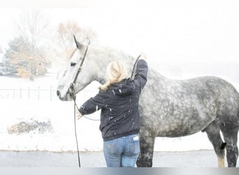 Percheron Mix, Wallach, 6 Jahre, 163 cm, Schimmel