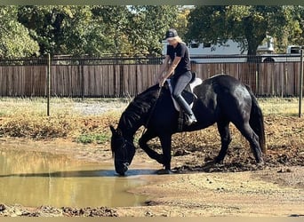 Percheron, Wallach, 6 Jahre, 165 cm, Rappe