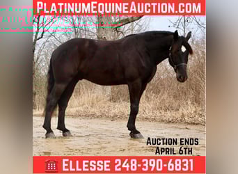 Percheron, Wallach, 6 Jahre, 165 cm, Rappe