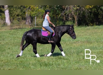 Percheron, Wallach, 6 Jahre, 165 cm, Rappe