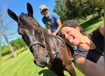 Percheron Mix, Wallach, 6 Jahre, 165 cm, Rappe