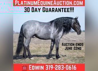 Percheron, Wallach, 6 Jahre, 165 cm, Roan-Bay