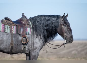 Percheron, Wallach, 6 Jahre, 165 cm, Roan-Bay