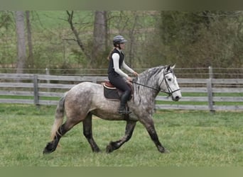 Percheron Mix, Wallach, 6 Jahre, 165 cm, Schimmel