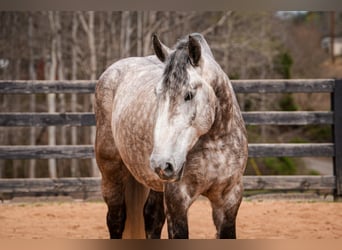 Percheron Mix, Wallach, 6 Jahre, 165 cm, Schimmel