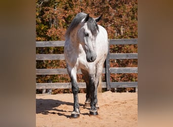 Percheron Mix, Wallach, 6 Jahre, 168 cm