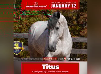 Percheron Mix, Wallach, 6 Jahre, 168 cm