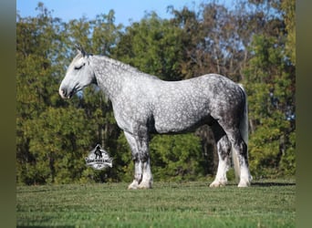 Percheron, Wallach, 6 Jahre, 170 cm, Apfelschimmel