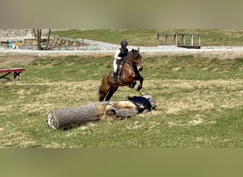 Percheron Mix, Wallach, 6 Jahre, 170 cm, Rotbrauner