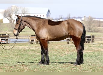Percheron Mix, Wallach, 6 Jahre, 170 cm, Rotbrauner