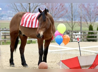 Percheron Mix, Wallach, 6 Jahre, 170 cm, Rotbrauner