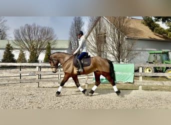 Percheron Mix, Wallach, 6 Jahre, 170 cm, Rotbrauner