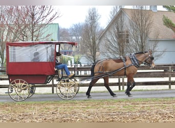 Percheron Mix, Wallach, 6 Jahre, 170 cm, Rotbrauner