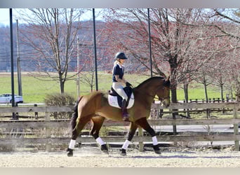 Percheron Mix, Wallach, 6 Jahre, 170 cm, Rotbrauner