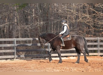 Percheron Mix, Wallach, 6 Jahre, 173 cm, Rappe